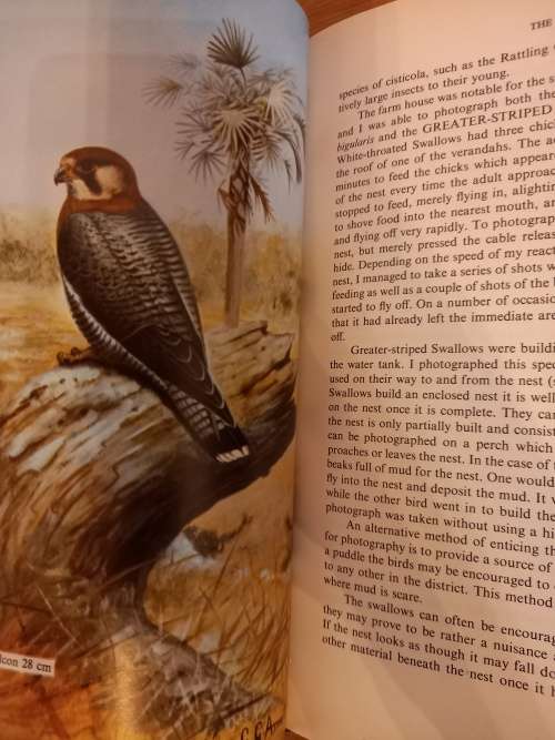 Bird Safari - Peter Ginn (1974)