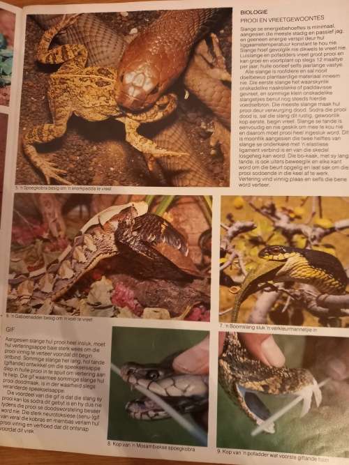 Slange van Suider-Afrika