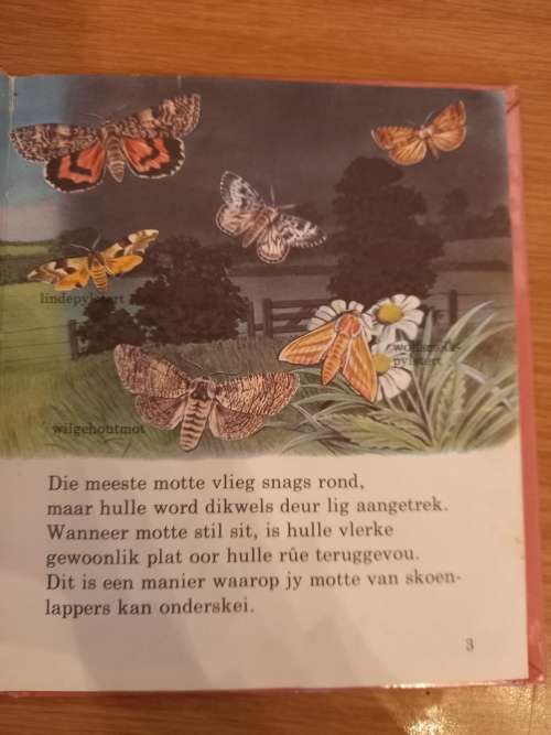 Eerste Biblioteek Nr 35 - Skoenlappers en Motte