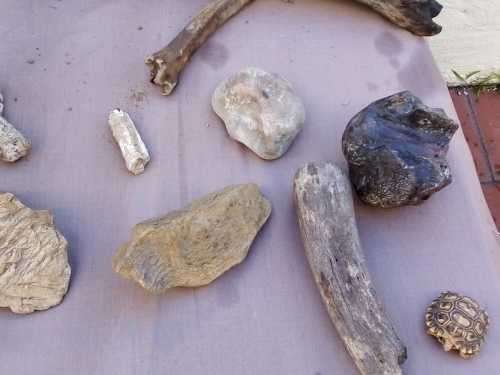 Fossils and Rocks