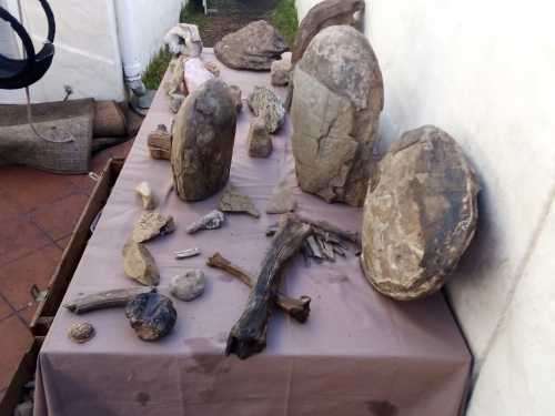 Fossils and Rocks