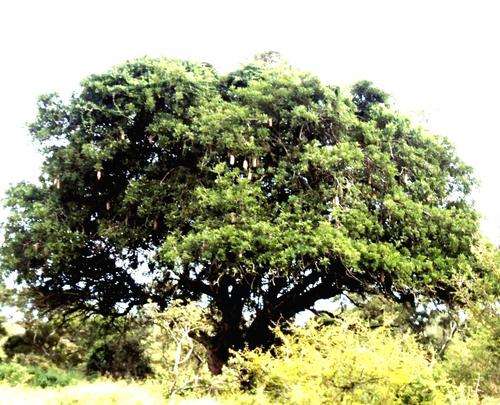 TREES OF SOUTH AFRICA - SAUSAGE TREE (Kigelia africana)