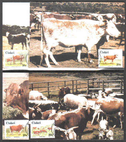 CISKEI: SACC 115-118: POSTCARDS NO 48-51: NKONE CATTLE DATED 18.6.1987