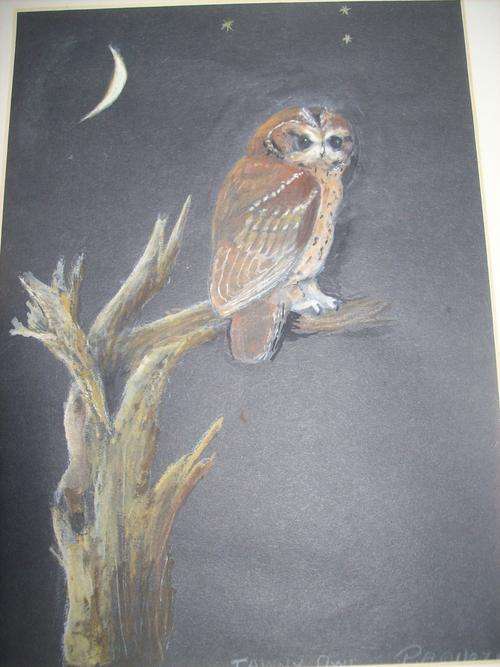 TAWNY OWL IN WATERCOLOUR