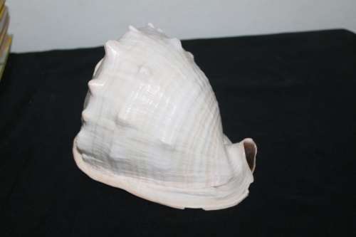 Conch Shell