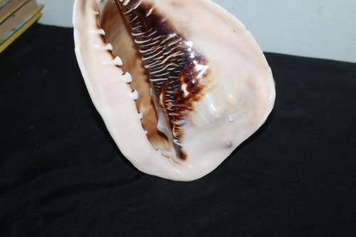 Conch Shell