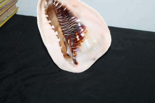 Conch Shell