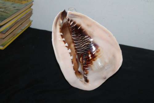 Conch Shell