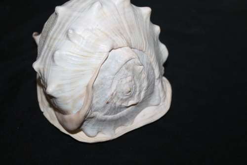 Conch Shell