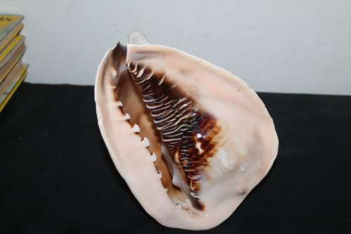 Conch Shell