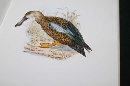 Gamebirds & Waterfowl of Southern Africa C G Finch-Davies