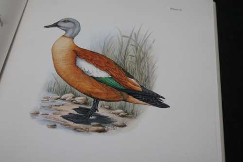 Gamebirds & Waterfowl of Southern Africa C G Finch-Davies