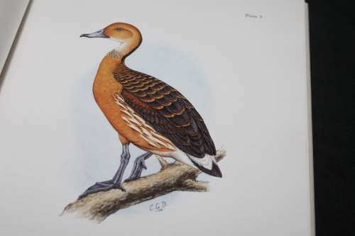 Gamebirds & Waterfowl of Southern Africa C G Finch-Davies