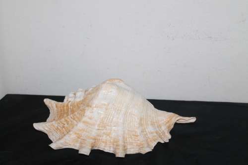 Large Shell