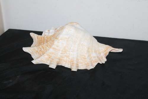 Large Shell