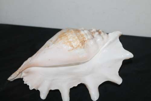 Large Shell