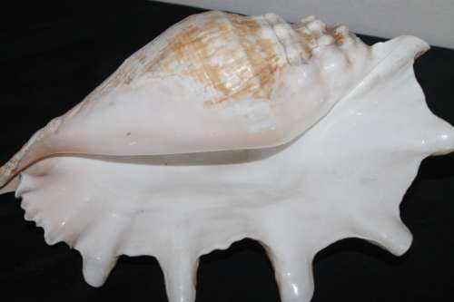 Large Shell