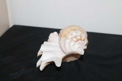 Large Shell