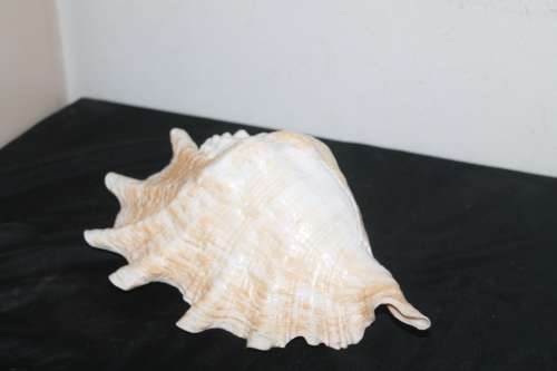 Large Shell