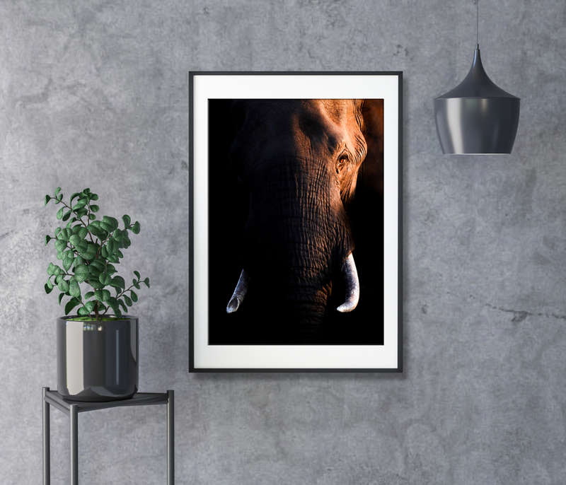 Amber Eyes - Wildlife Print