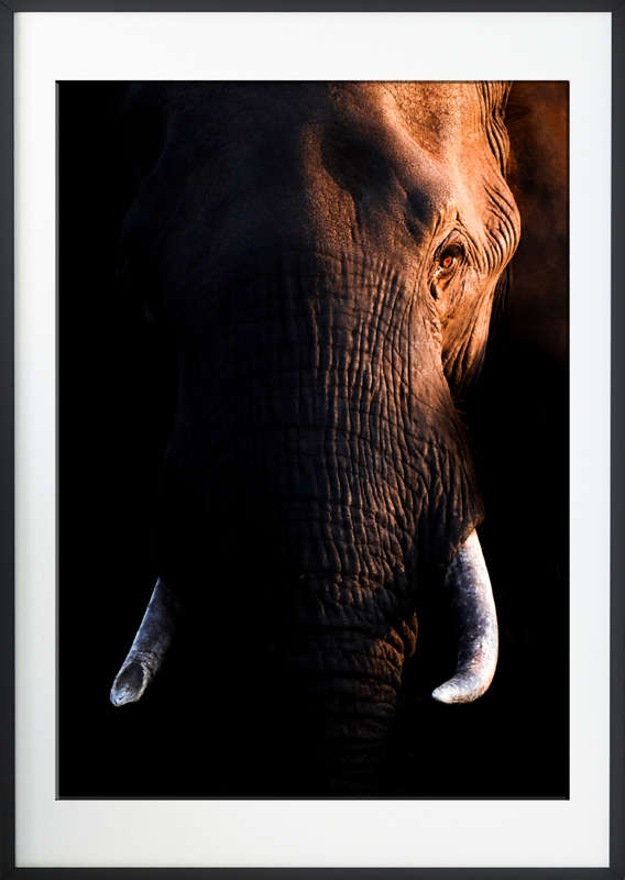 Amber Eyes - Wildlife Print