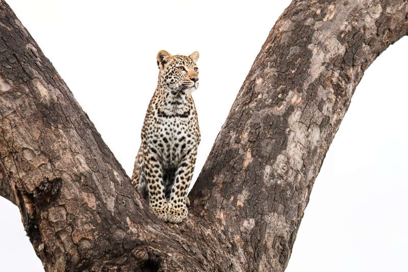 Youthful Gaze - Wildlife Print