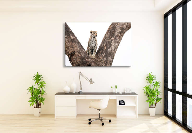 Youthful Gaze - Wildlife Print
