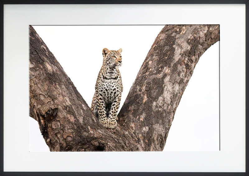 Youthful Gaze - Wildlife Print
