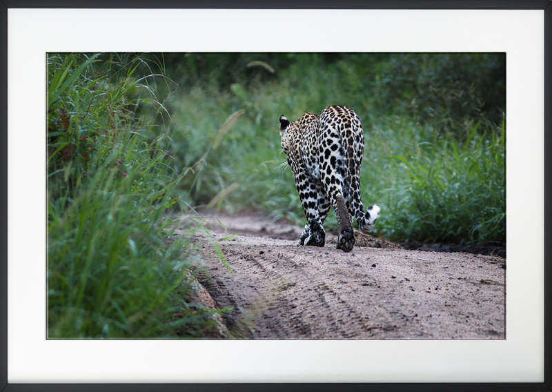 Queen of the Forest- Wildlife Print