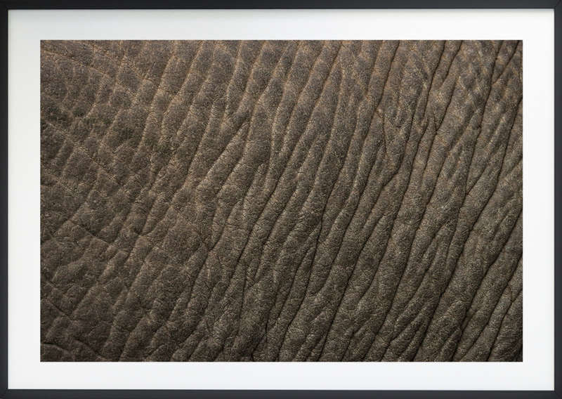 African Textures - Wildlife Print