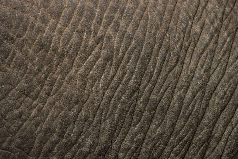African Textures - Wildlife Print