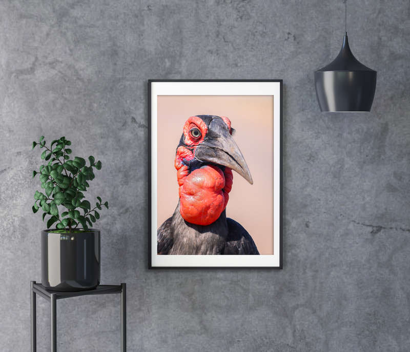 Royalty - Wildlife Print