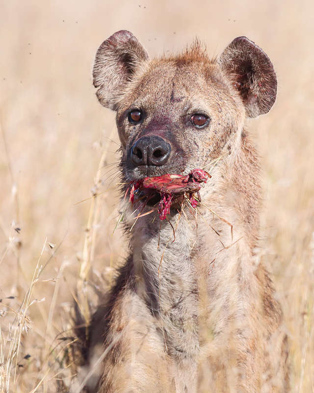 Left Overs - Wildlife Print