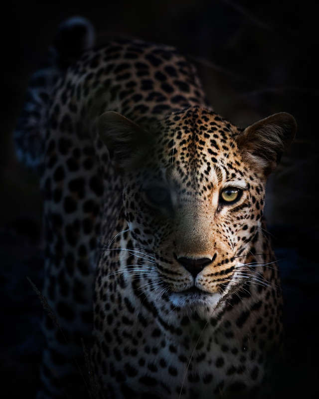 Blue Hour - Wildlife Print