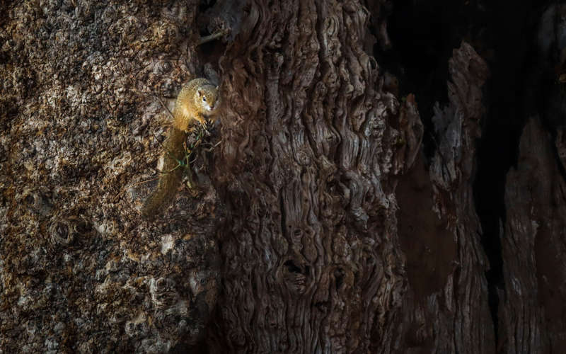 Squirrel's Perch - Wildlife Print