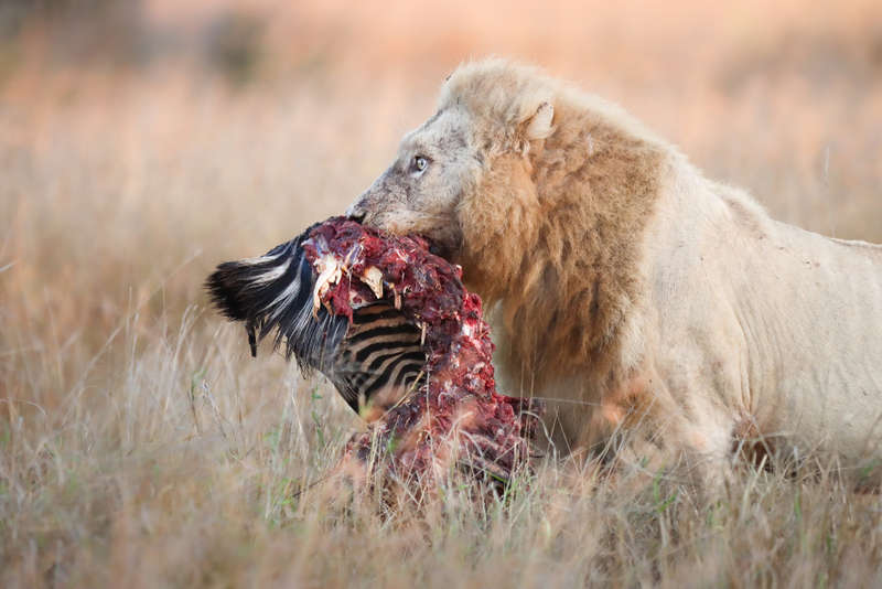 Ghost of Kruger - Wildlife Print