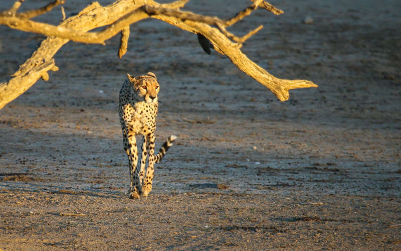 Queen of the Kalahari - Wildlife Print