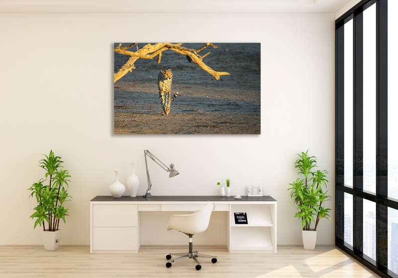 Queen of the Kalahari - Wildlife Print
