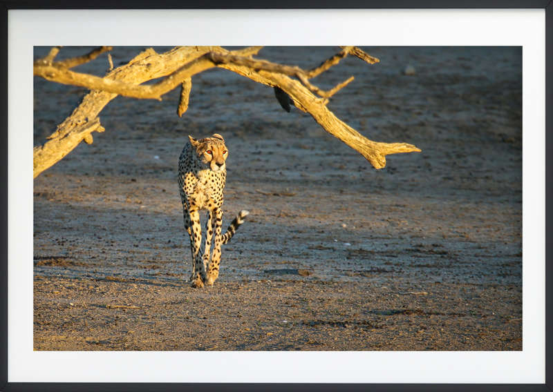Queen of the Kalahari - Wildlife Print