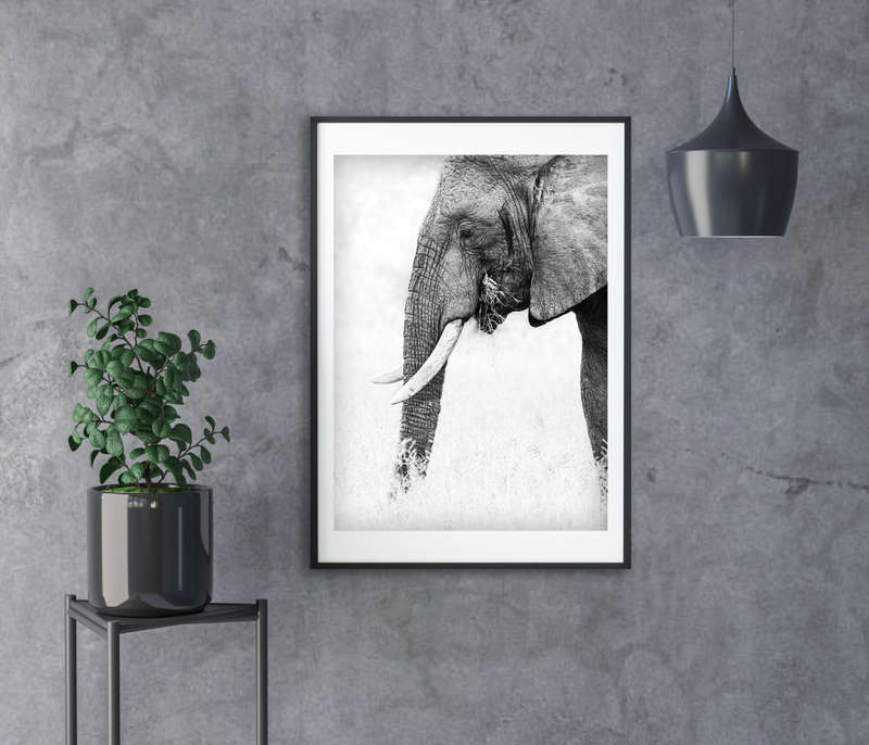 Royal Ivory - Wildlife Print