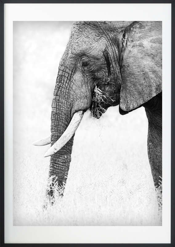 Royal Ivory - Wildlife Print