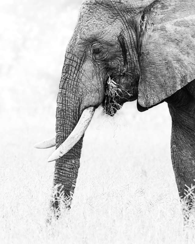 Royal Ivory - Wildlife Print