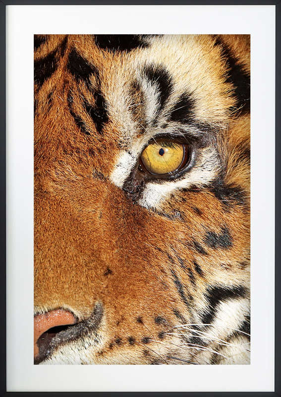 Eye of the Beast - Wildlife Print