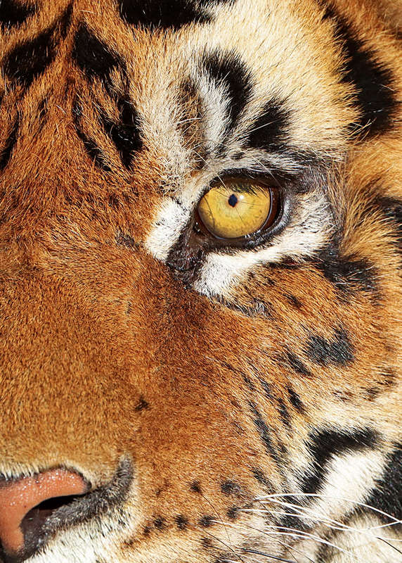 Eye of the Beast - Wildlife Print