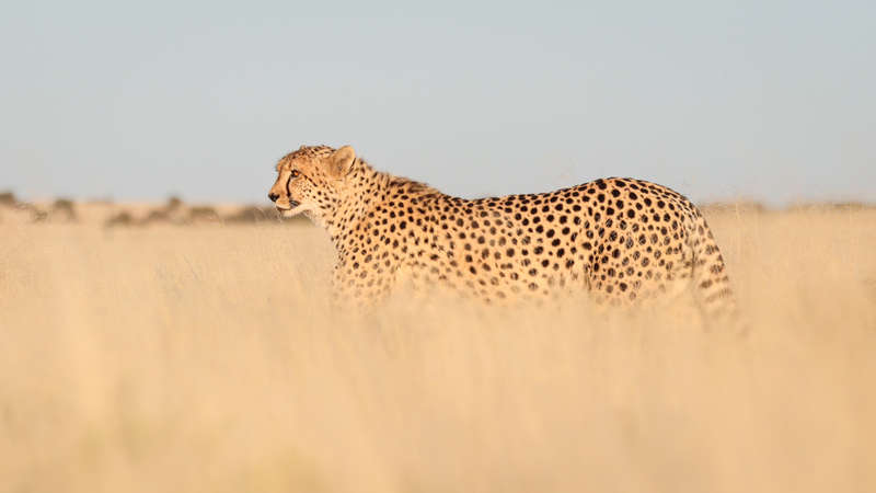 Whispers of the Savannah - Wildlife Print