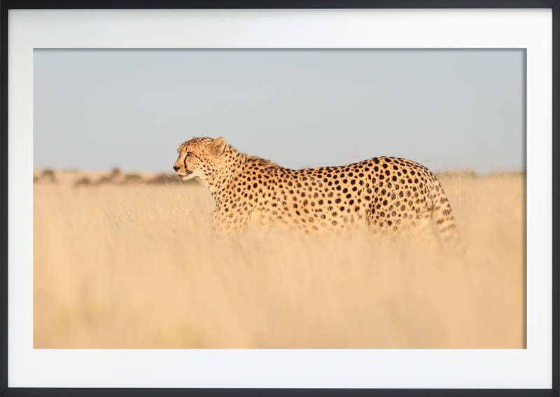Whispers of the Savannah - Wildlife Print