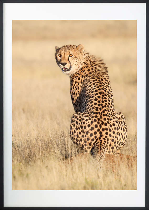 Sentinel - Wildlife Print