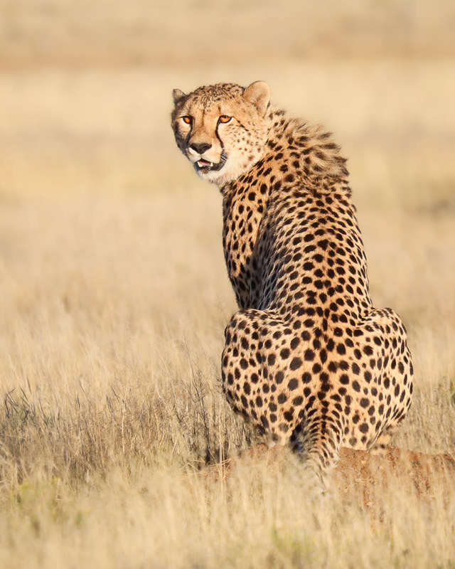 Sentinel - Wildlife Print