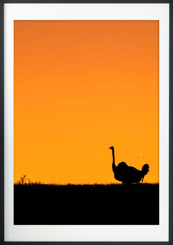 Sunset Wanderer - Wildlife Print