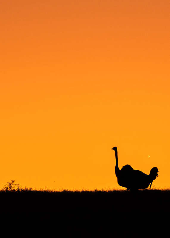 Sunset Wanderer - Wildlife Print